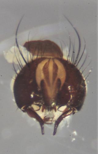 Fannia atripes